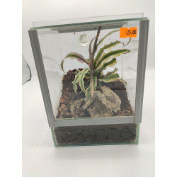 Terrarium Planté 15*15*20 cm